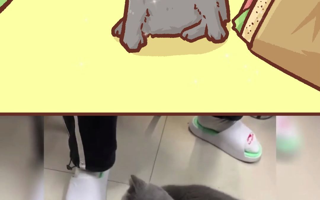 可爱的小猫咪们哔哩哔哩bilibili