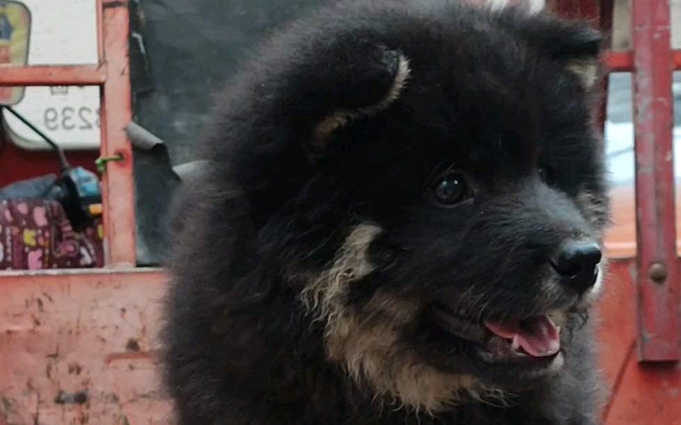 土松狮小黑公,胆大温顺,性格非常好,胖乎乎10斤了,品相非常不错