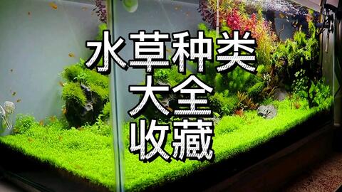 鱼缸水草种类大全 生态缸 水草造景鱼缸45秒后才是精彩部分 建议看完收藏 哔哩哔哩 Bilibili