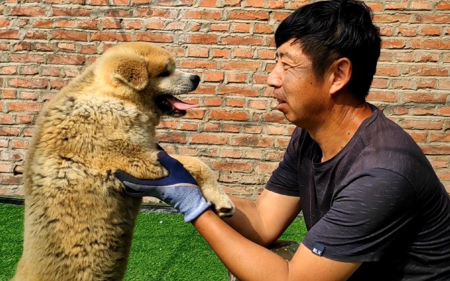 犬舍里新买了一只秋田犬,想了很长时间也没想出个名字,大家给起个名字吧哔哩哔哩bilibili