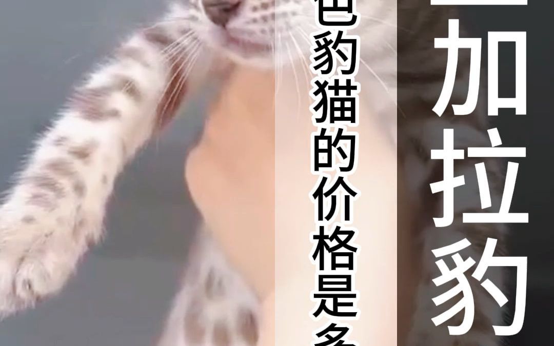 雪色豹猫的价格是多少钱一只呢?哔哩哔哩bilibili