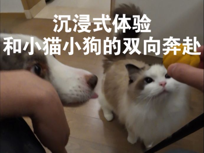 有小猫小狗陪着，下雨也是好天气。