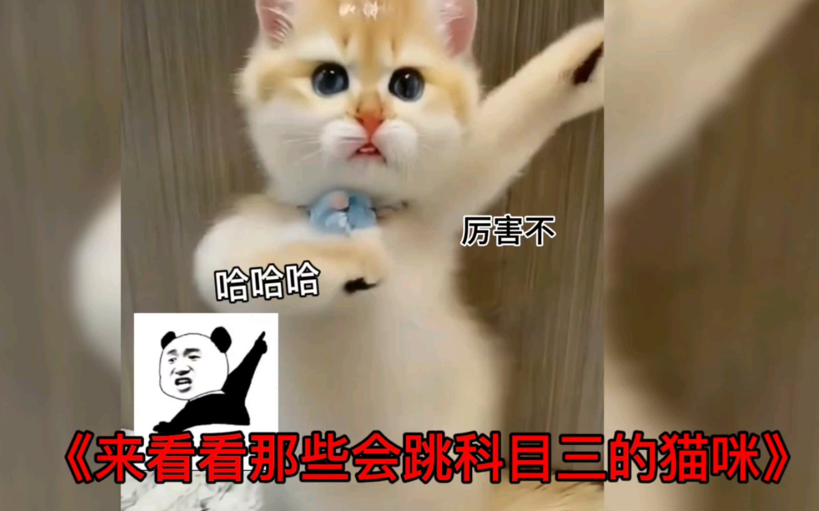 《会跳科目三的猫咪》
