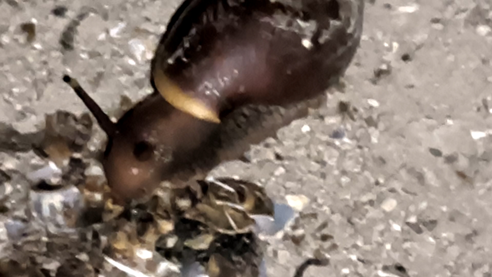 广州高温,非洲大蜗牛极少出现了