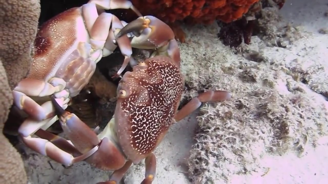 【youtube】珊瑚瓢蟹打架