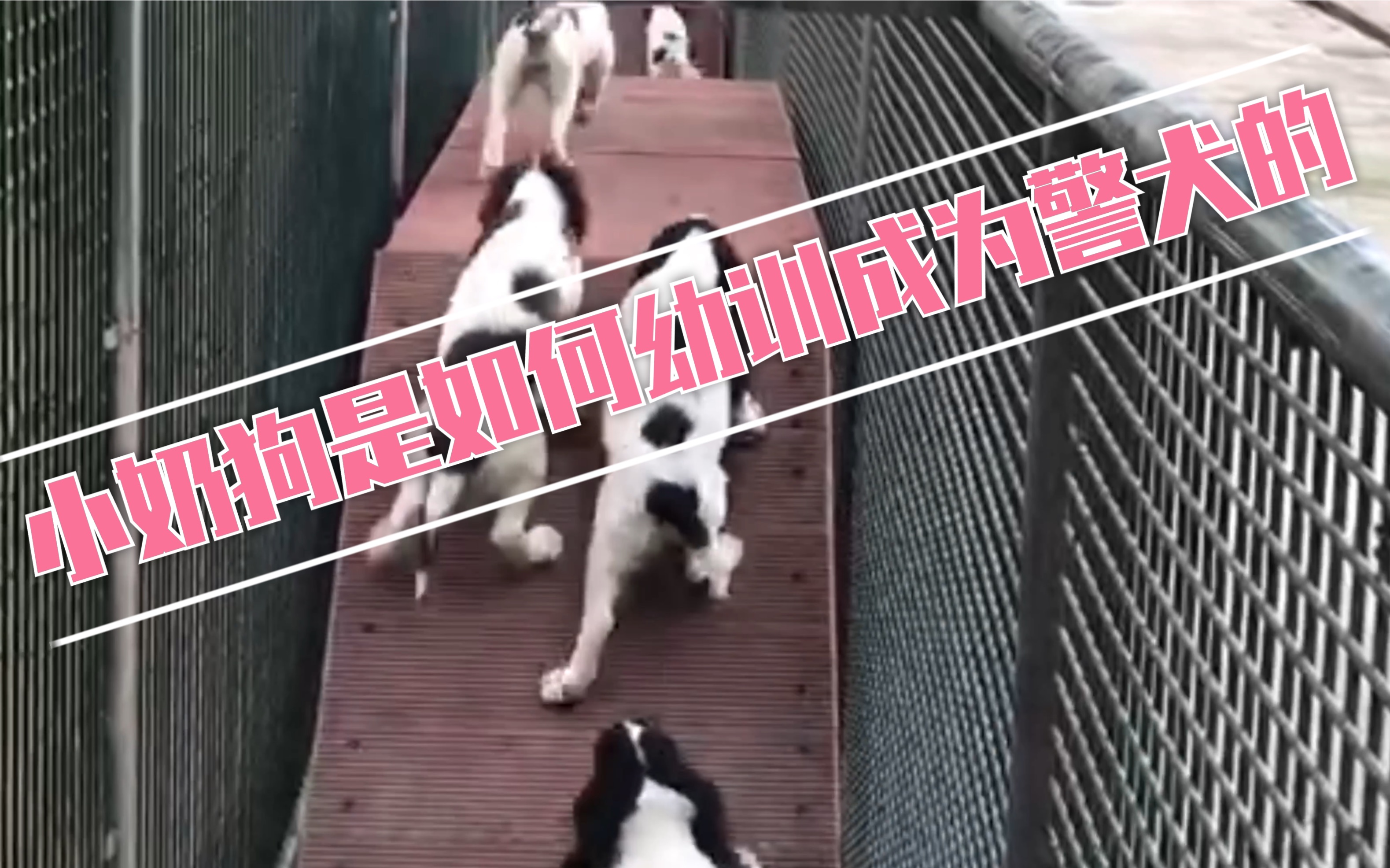 小奶狗是如何幼训成为警犬的哔哩哔哩bilibili