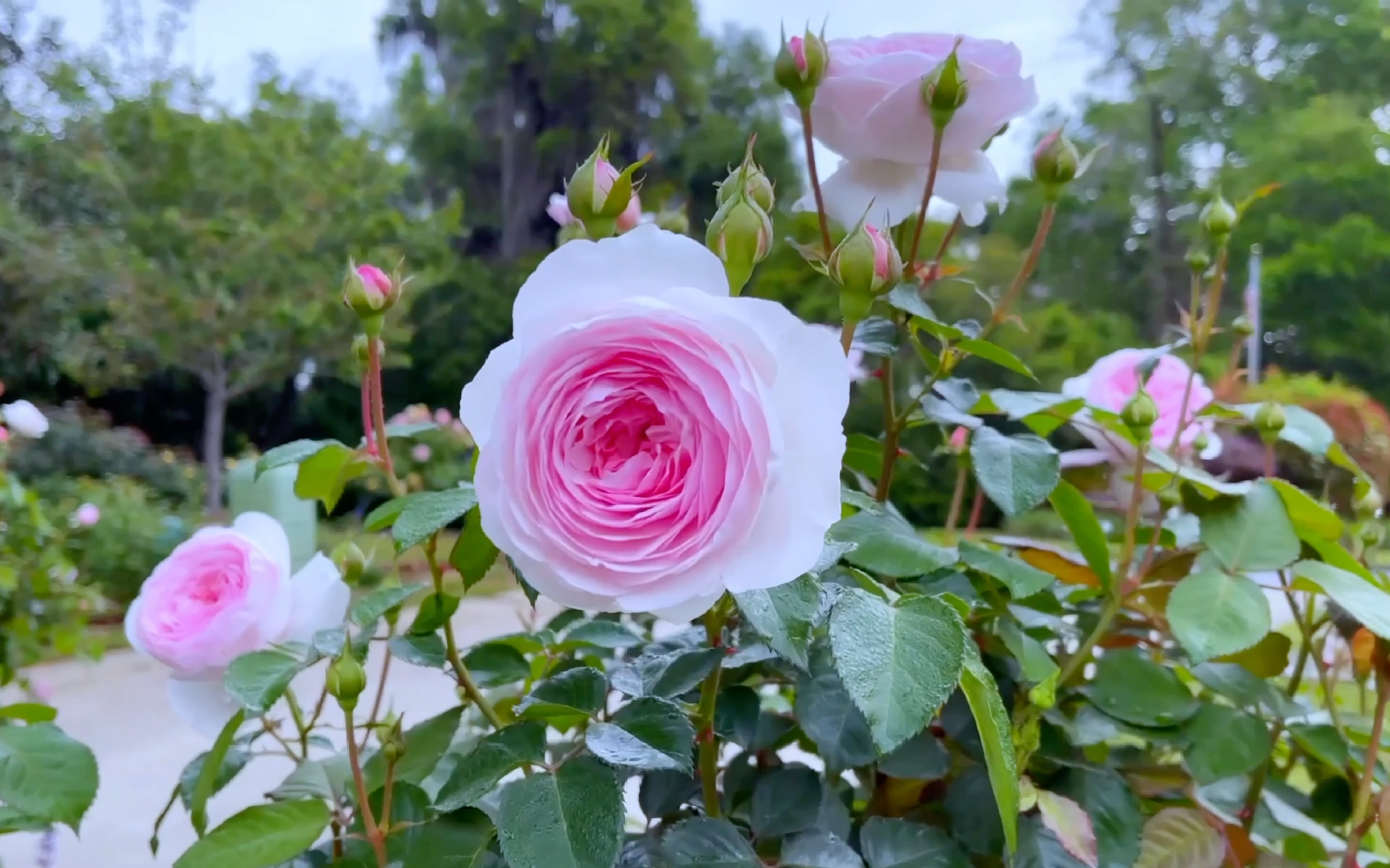 奥斯丁月季最高作 - olivia rose austin 奥利维亚·罗斯·奥斯丁