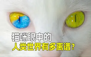 Descargar video: 🐱猫咪眼中的人类：原来是这样的存在🤔