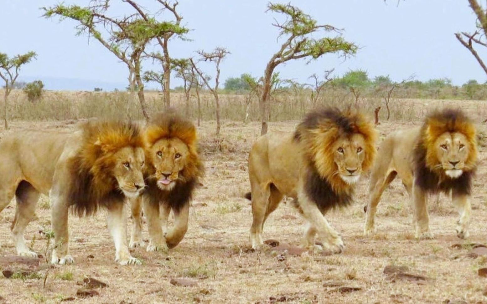 传奇狮王诺迟的后代4头黑鬃雄狮组成的联盟