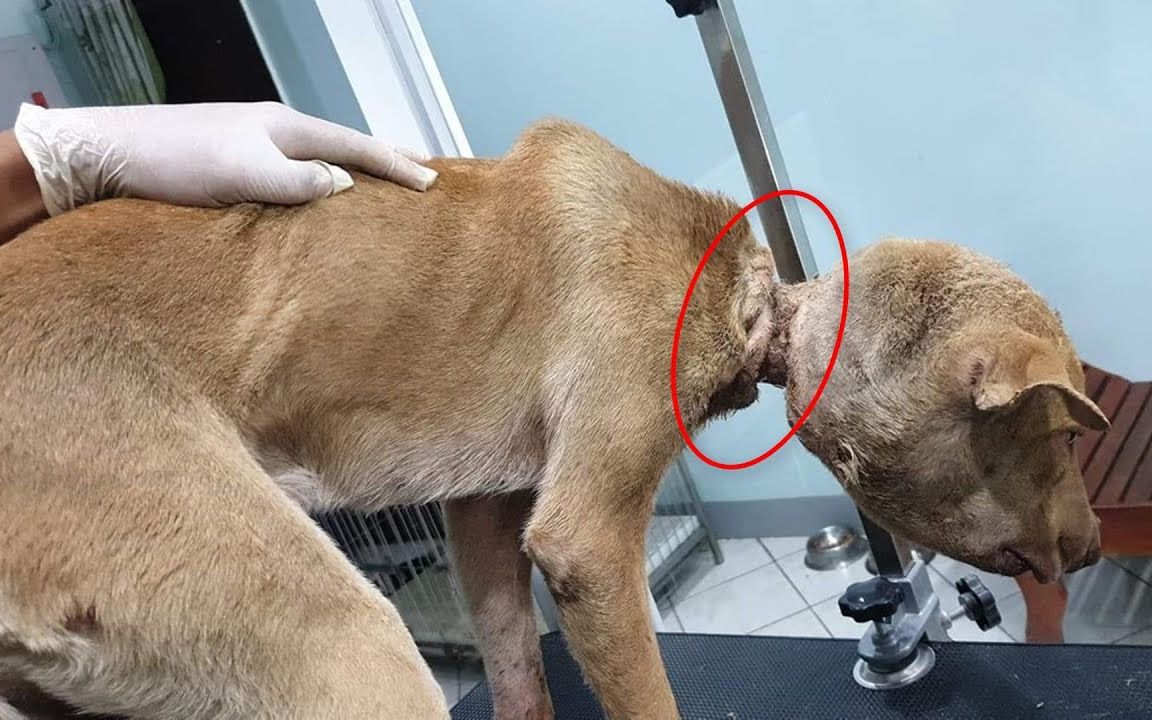 好可怜的狗狗被绳子缠在脖子上硬是勒出深深的血槽油兔不二字幕组