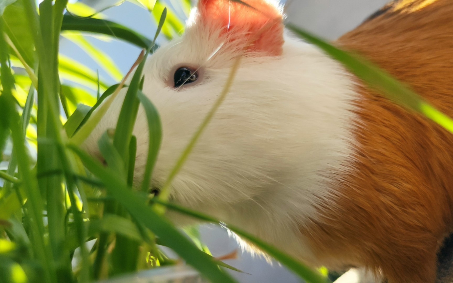 只爱吃新鲜绿叶的小豚鼠一枚呀