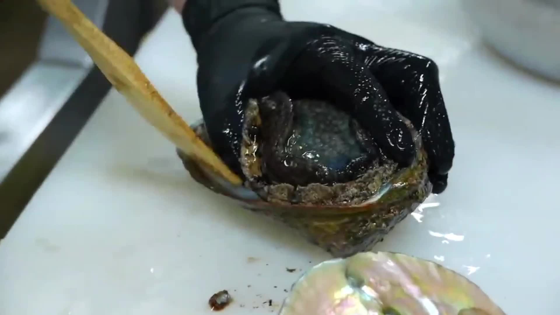 真享受,日本人处理一只海耳做刺身吃