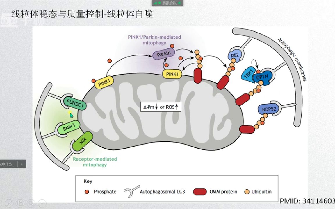 鼎湖影像「全身骨关节MRI解剖从基础到精通」医学会员免费学哔哩哔哩bilibili