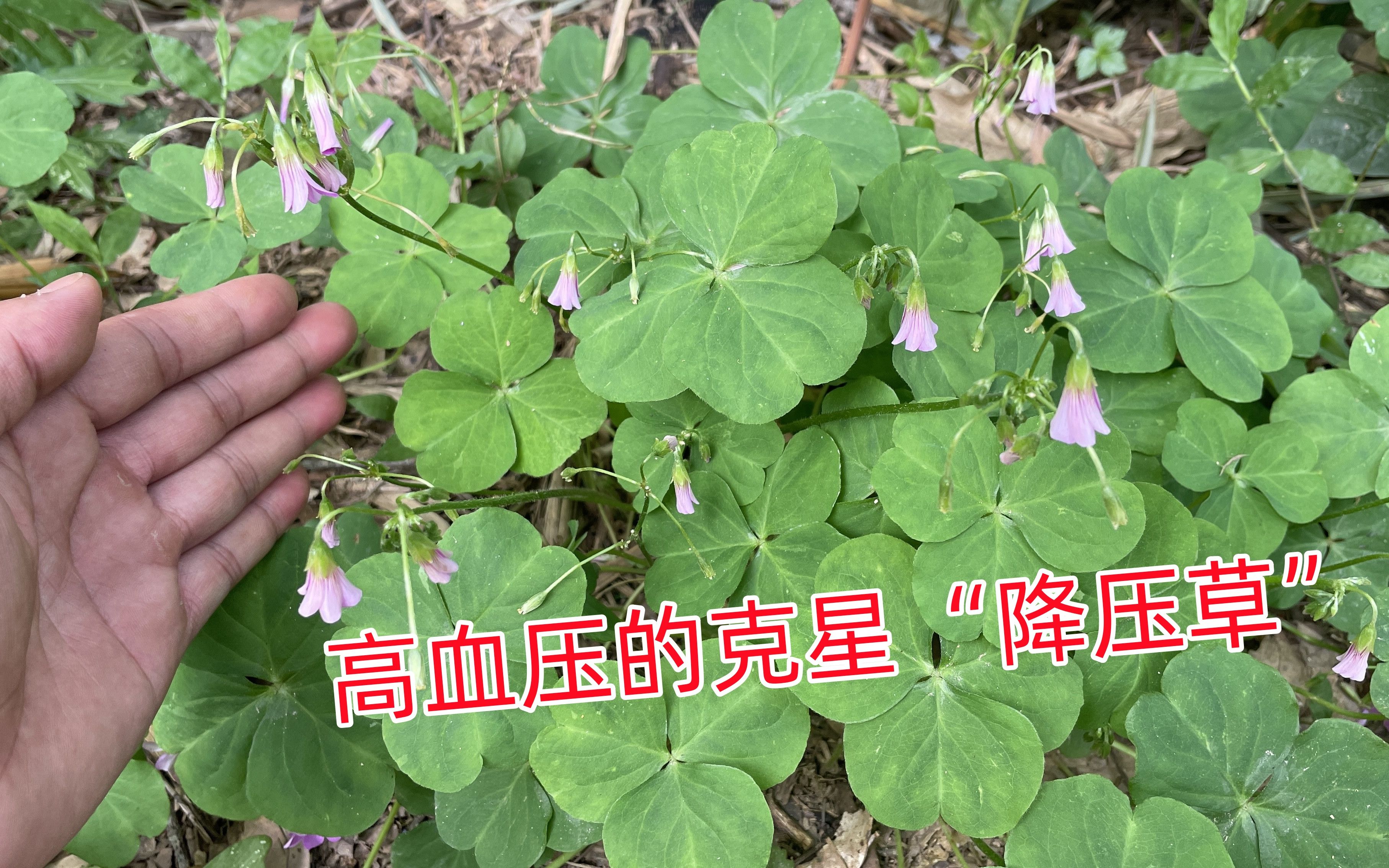 农村不起眼的"降压草",它可是高血压的克星,很多人却不认识