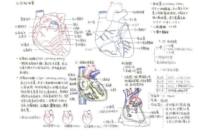 解剖学笔记创意设计大赛哔哩哔哩bilibili