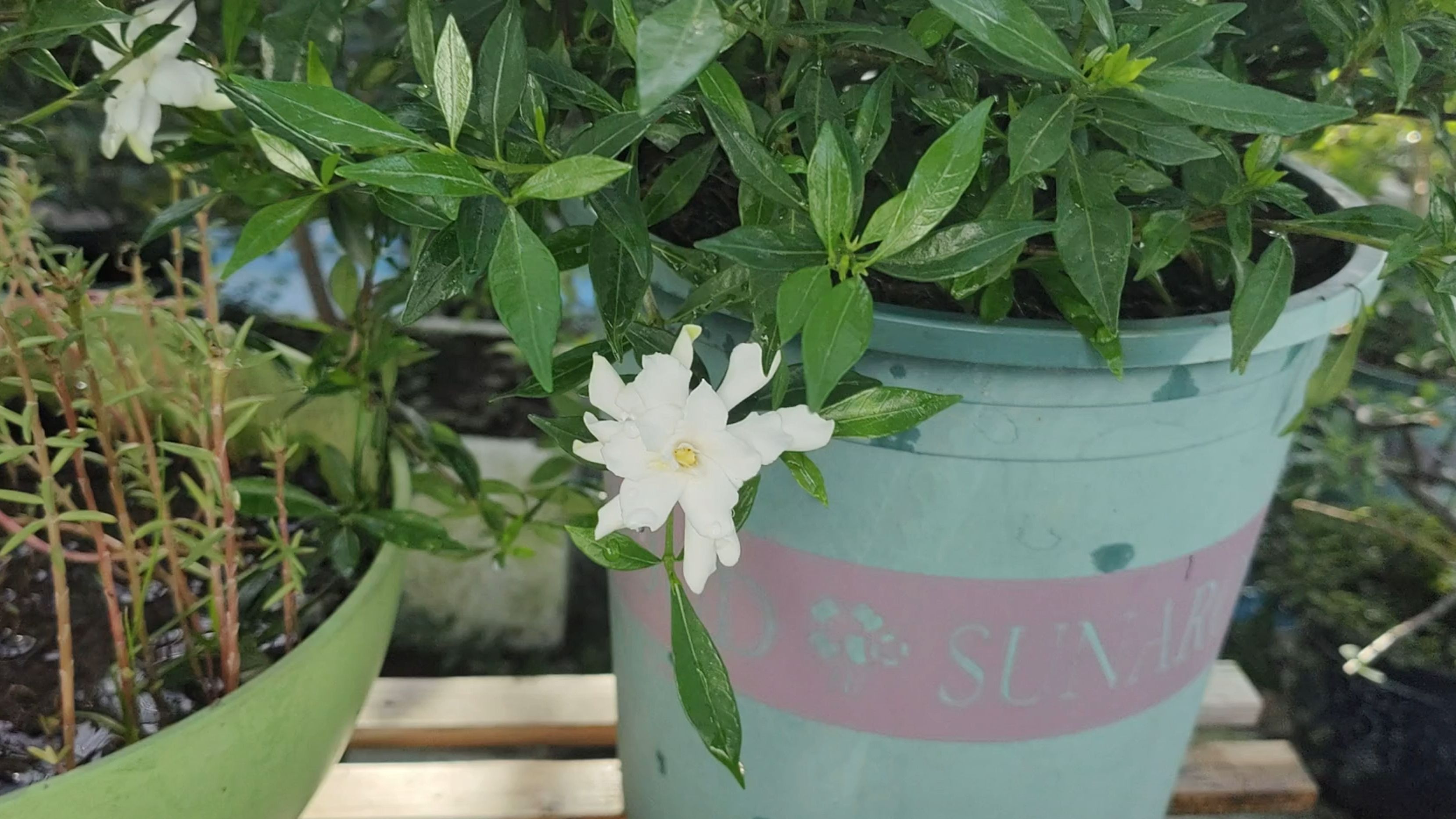 开放的雀舌栀子花带来夏天的气息.