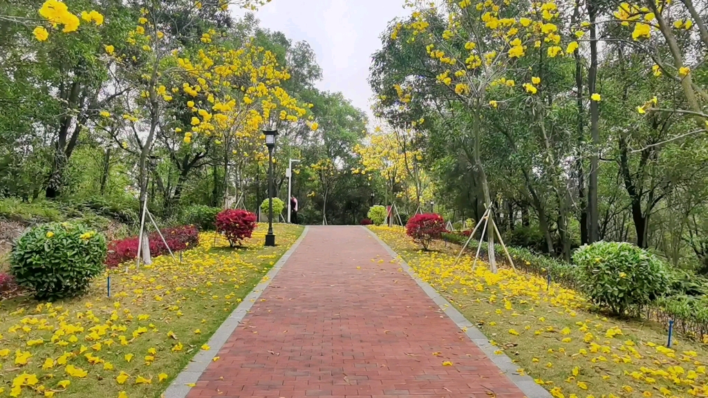 广州新塘最大山体公园花满园美呆了