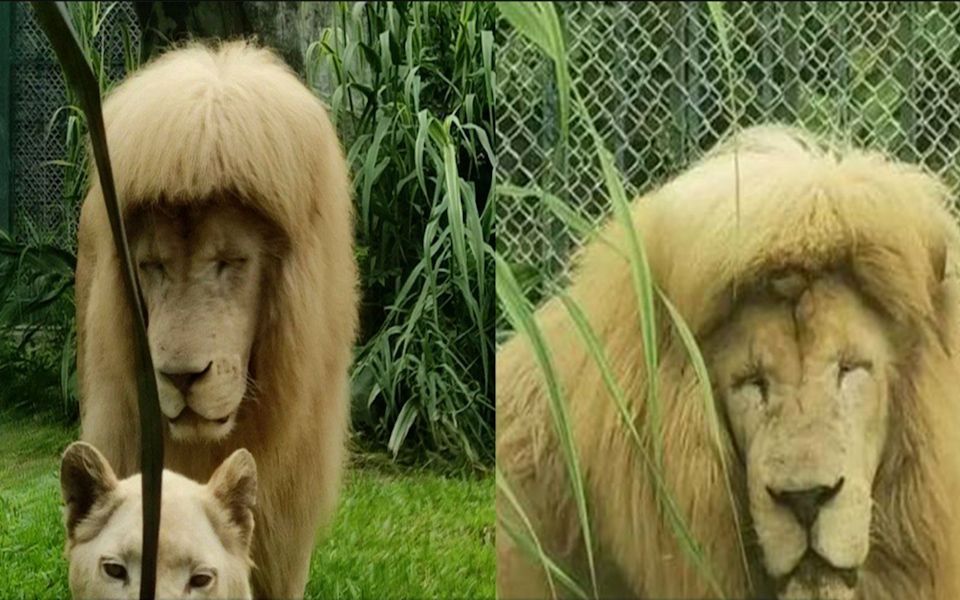 狮子剪发前后图片图片