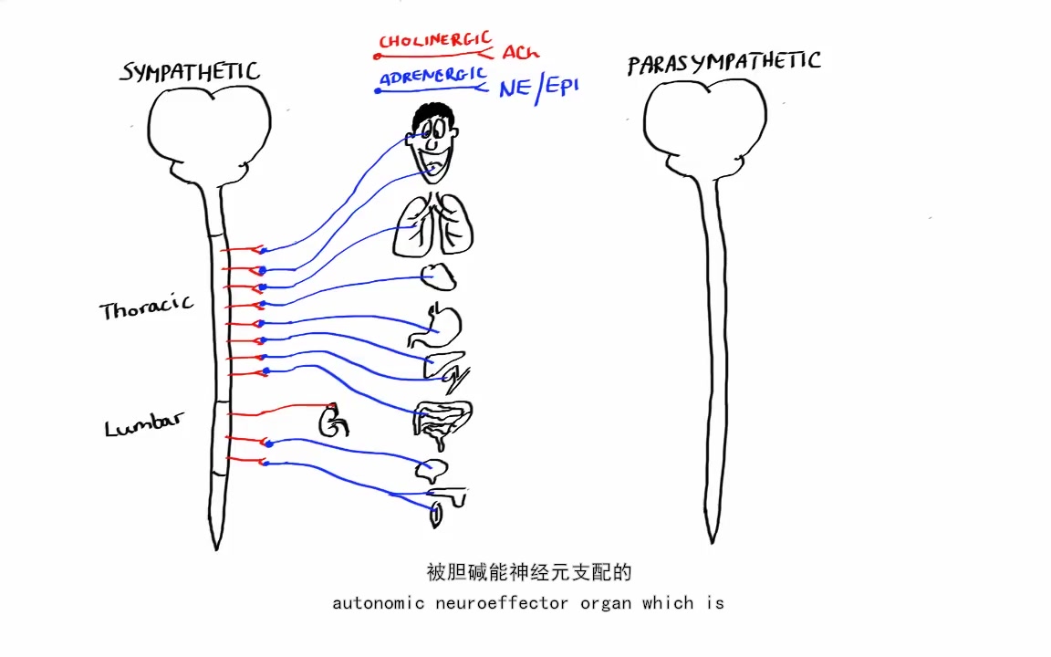 [图]【生理学】十分钟学完自主神经系统的功能-超简单-双语字幕