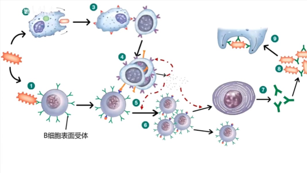 体液免疫过程图解图片