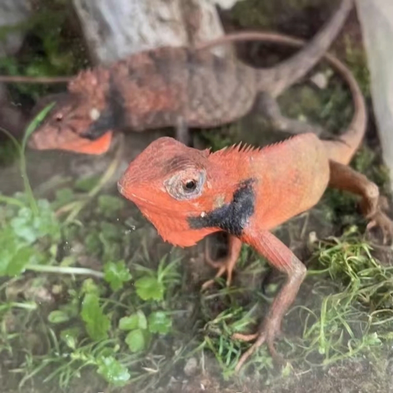 变色树蜥大量到货