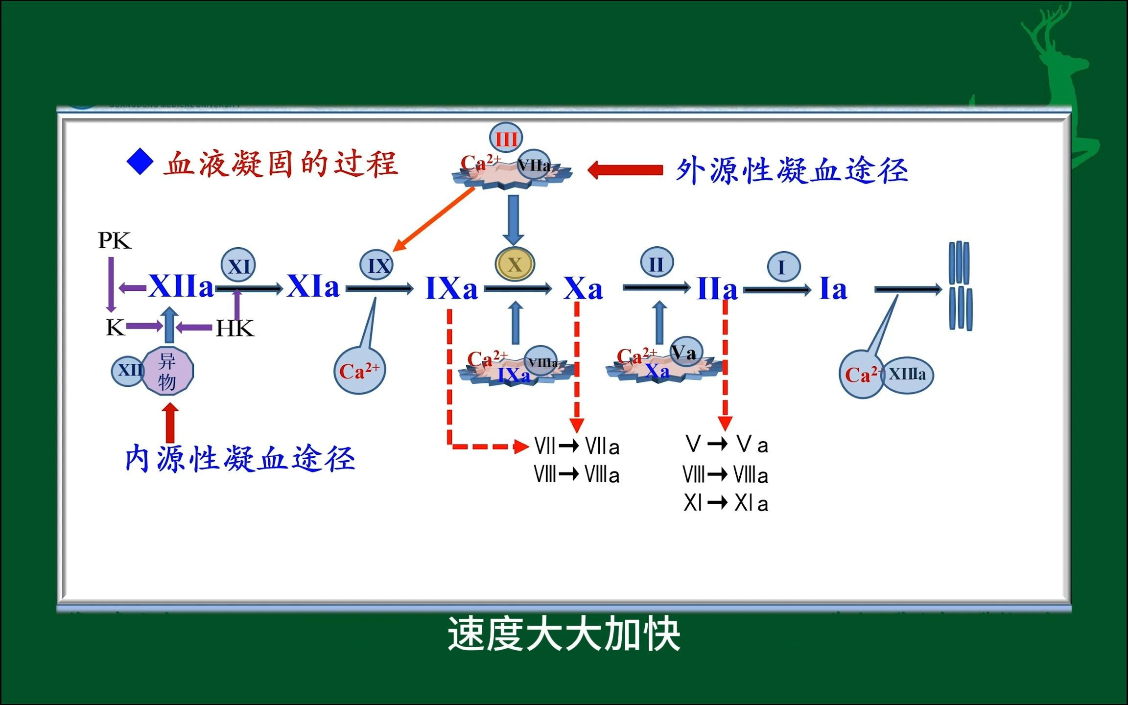 #血液凝固的过程#人体生理学#医学科普#每天学习一点点哔哩哔哩bilibili