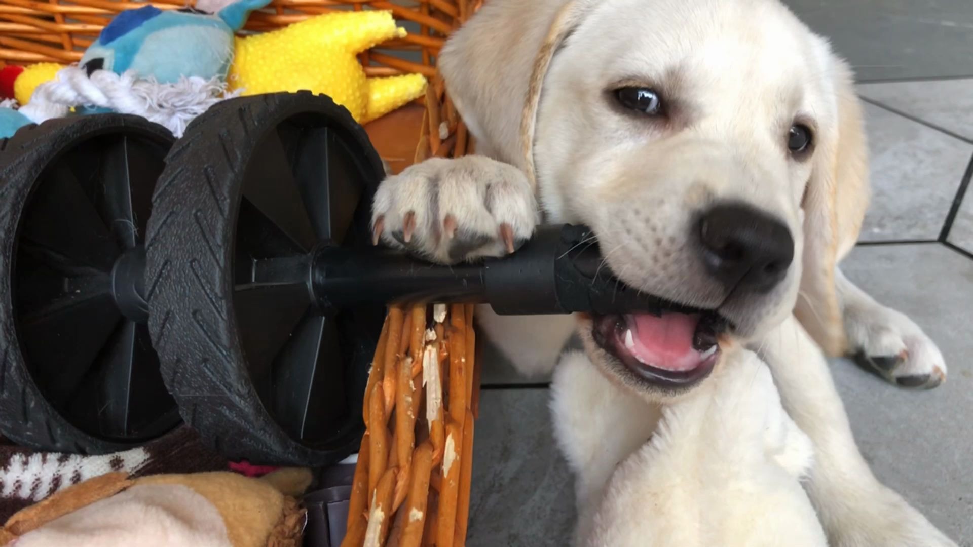 拉布拉多正大光明拆家搞破坏,看到它窝里的东西后,女主人都气疯了