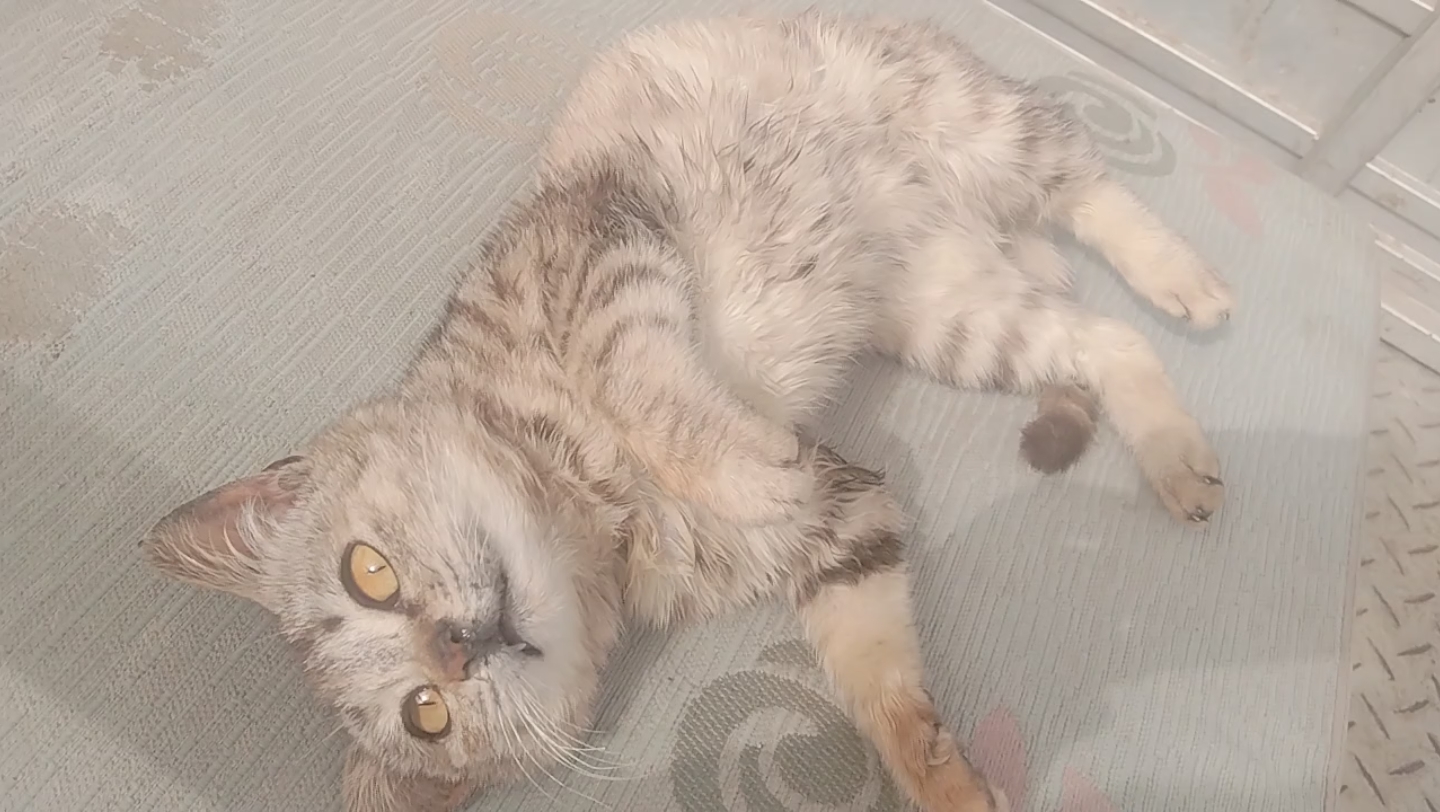 小猫咪露出小虎牙