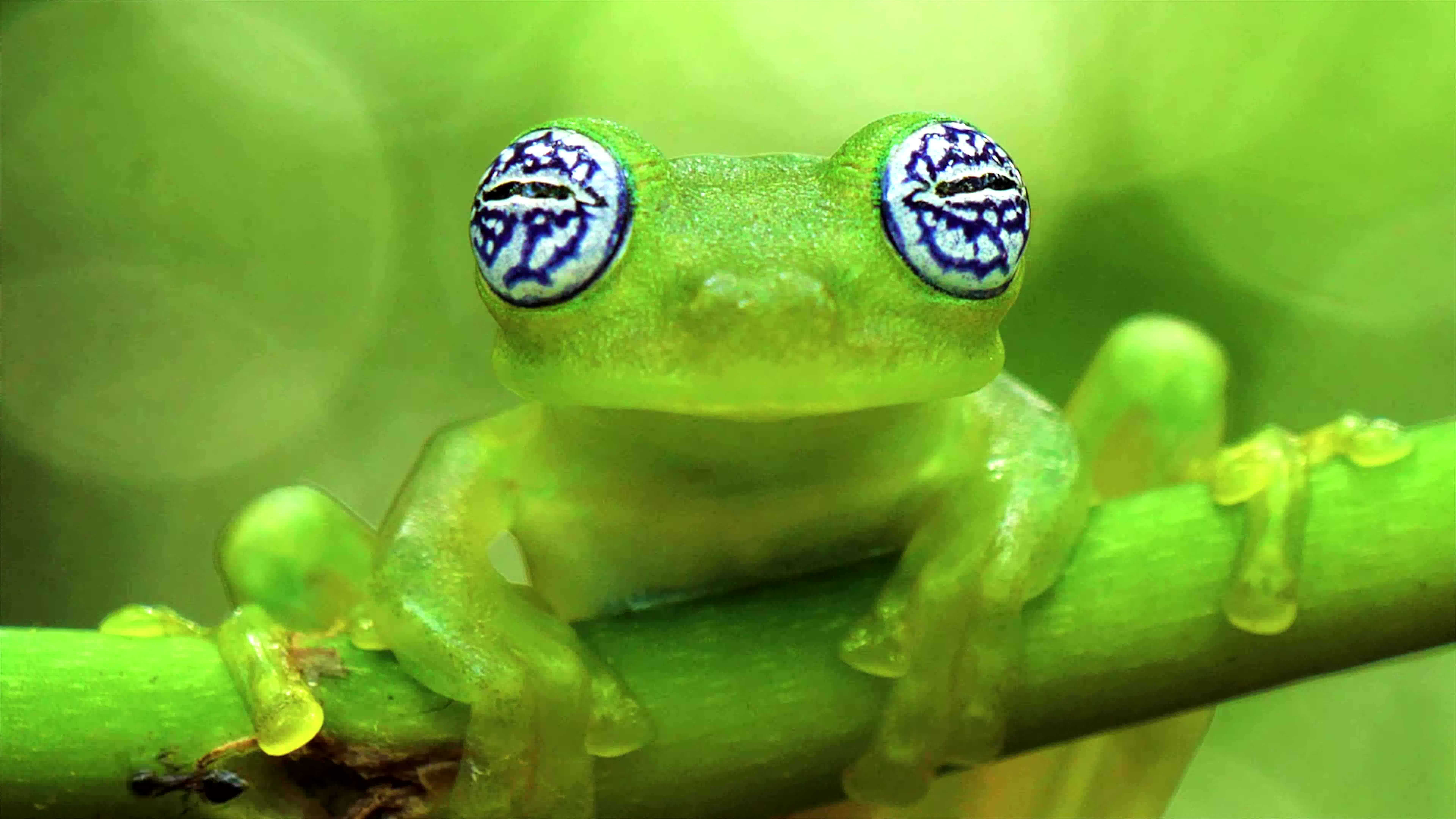 美丽动物系列,8k视频超高清60fps