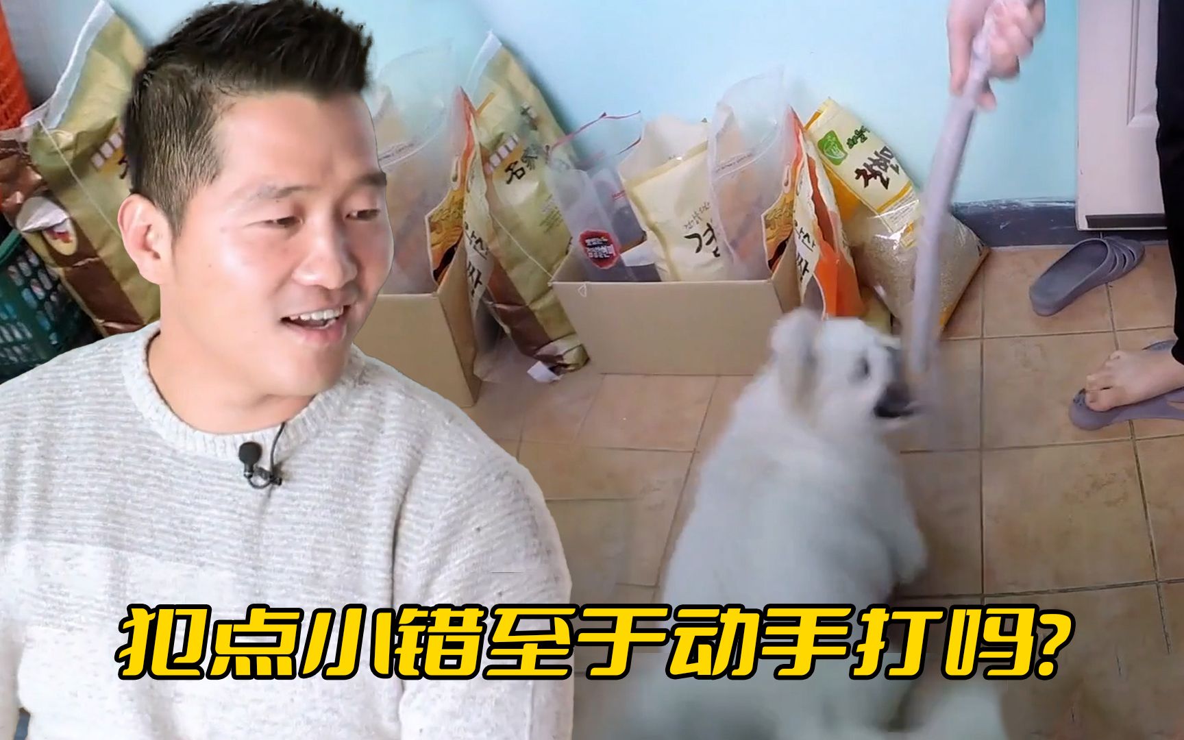 京巴被主人棍棒教育，训犬师看后疯狂发问，这是人咬狗还是狗咬人？-毛孩子观察员-毛孩子观察员-哔哩哔哩视频