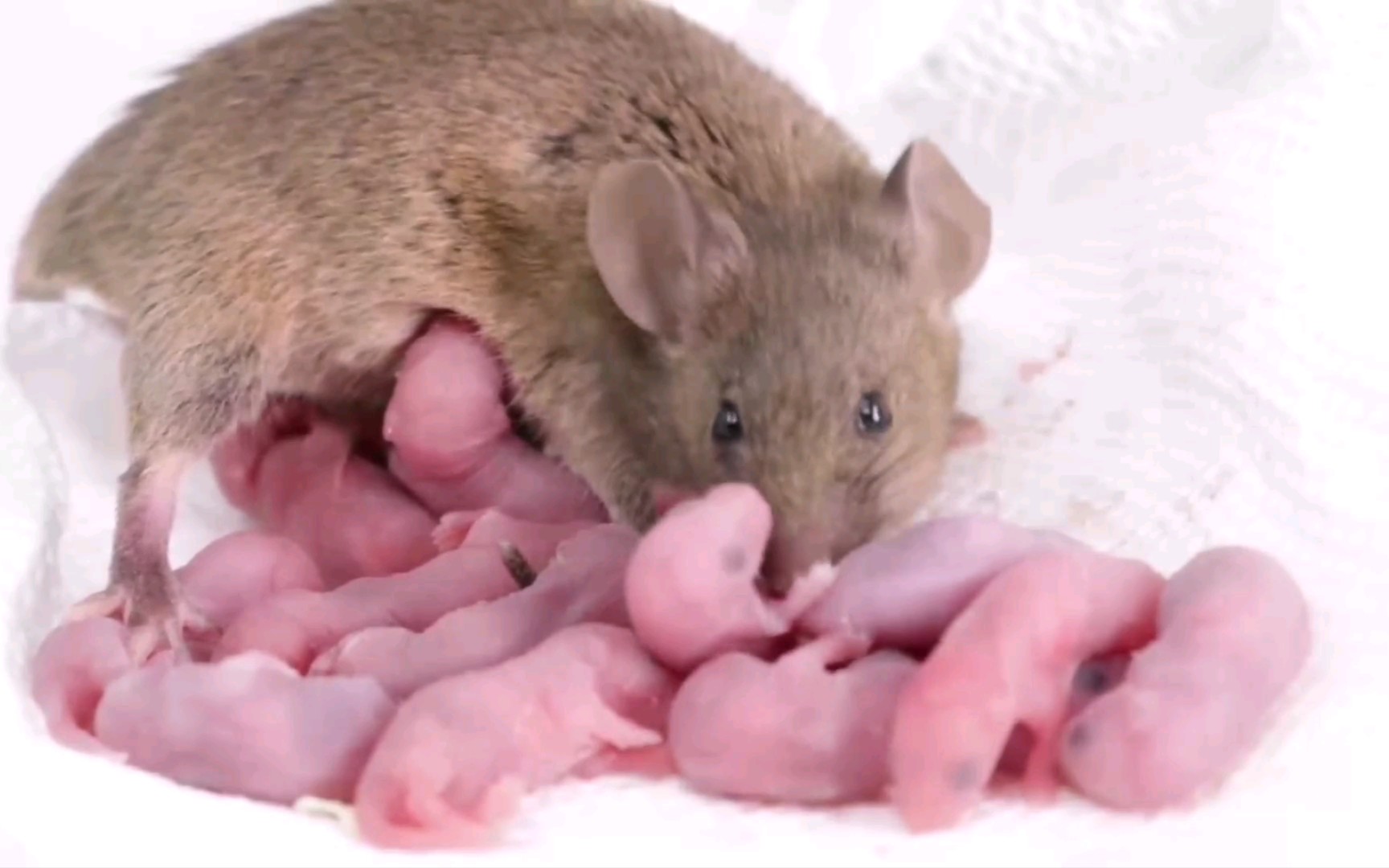 鼠妈妈产鼠宝宝全过程
