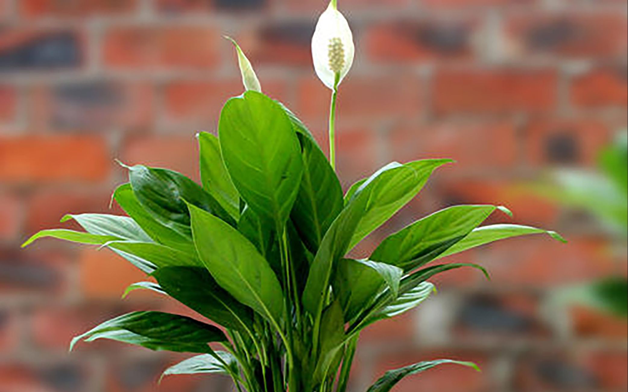 白掌的养护,有水就能活