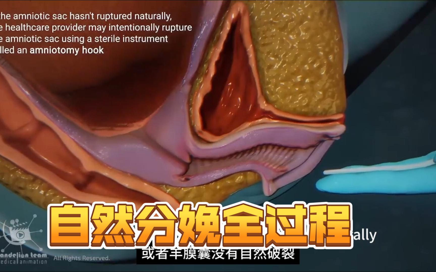 [图]自然分娩全过程【3D动画】