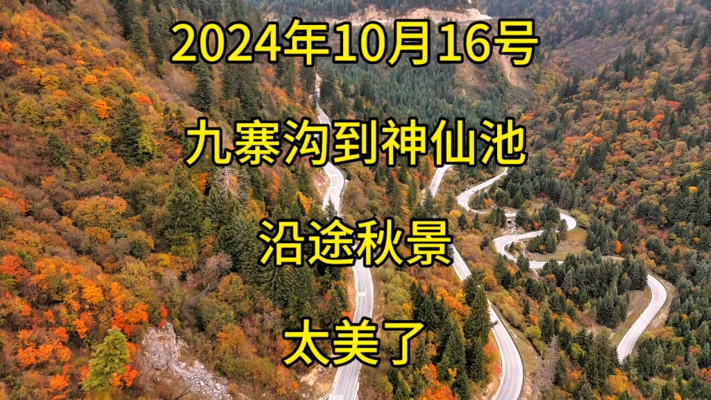 2024年10月16号,九寨沟到神仙池沿途秋景太美了哔哩哔哩bilibili