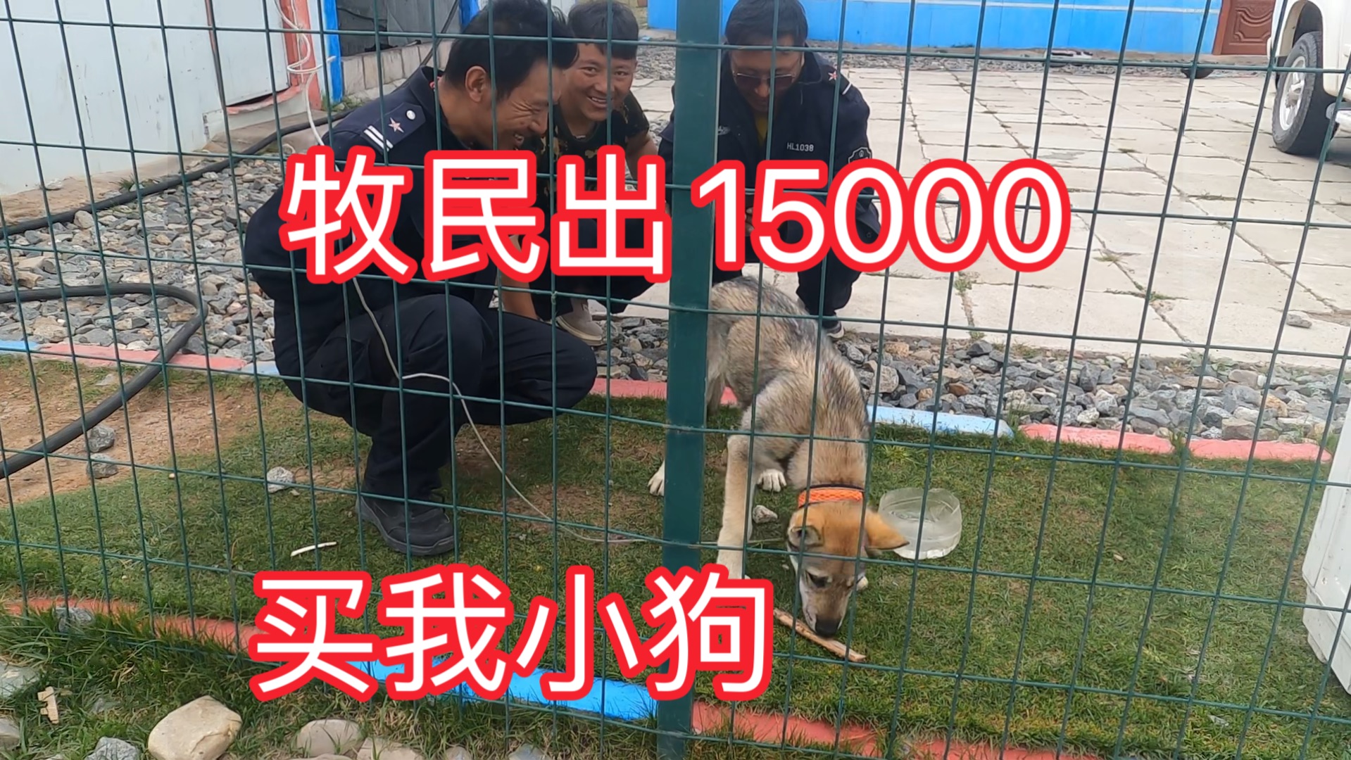 骑行西藏.9000买的捷克狼犬,牧民出15000问我卖不卖哔哩哔哩bilibili