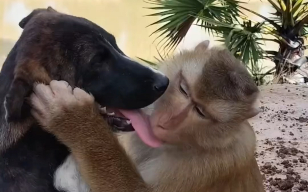 猴子和狗舌吻-汉森梨-默认收藏夹-哔哩哔哩视频