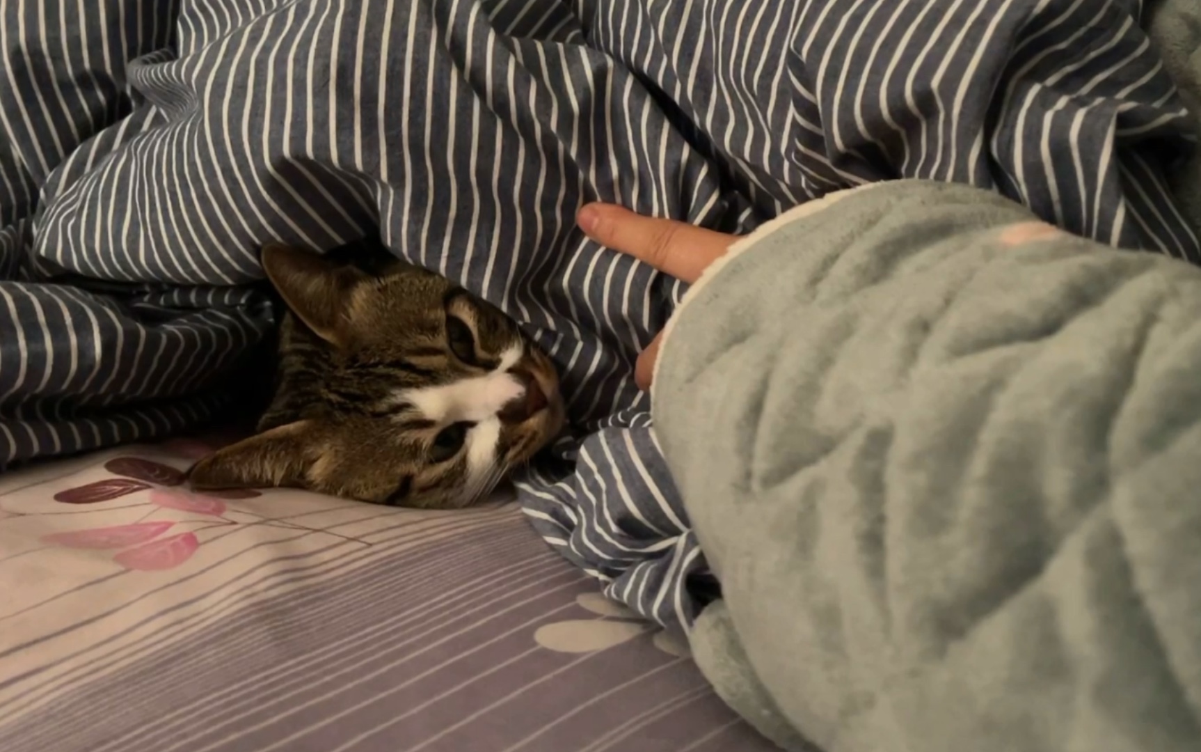 起床拉个s接着睡,duang  duang duang