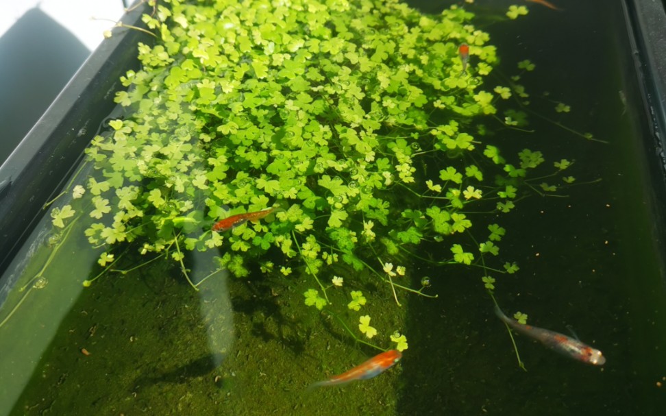 观背青鳉-简单造景