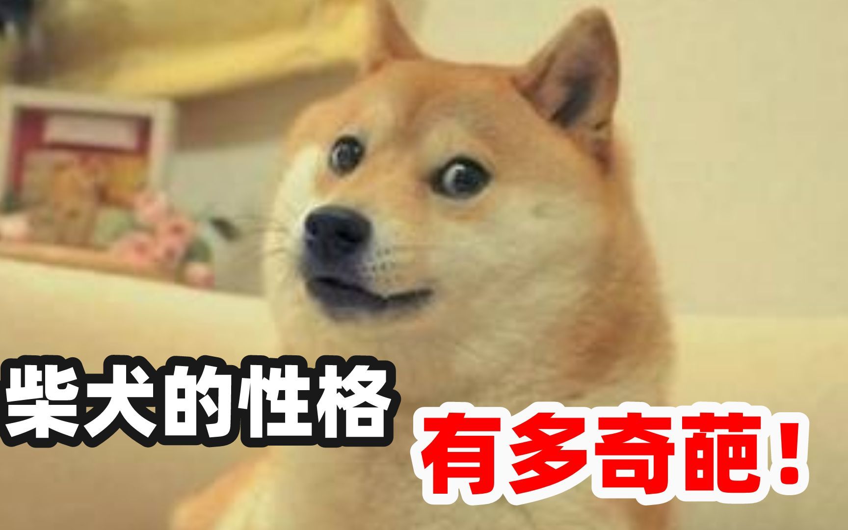 [图]养柴犬吗？性格很奇特的那种！