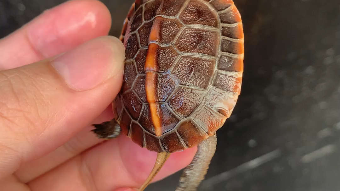 极品血红安缘苗