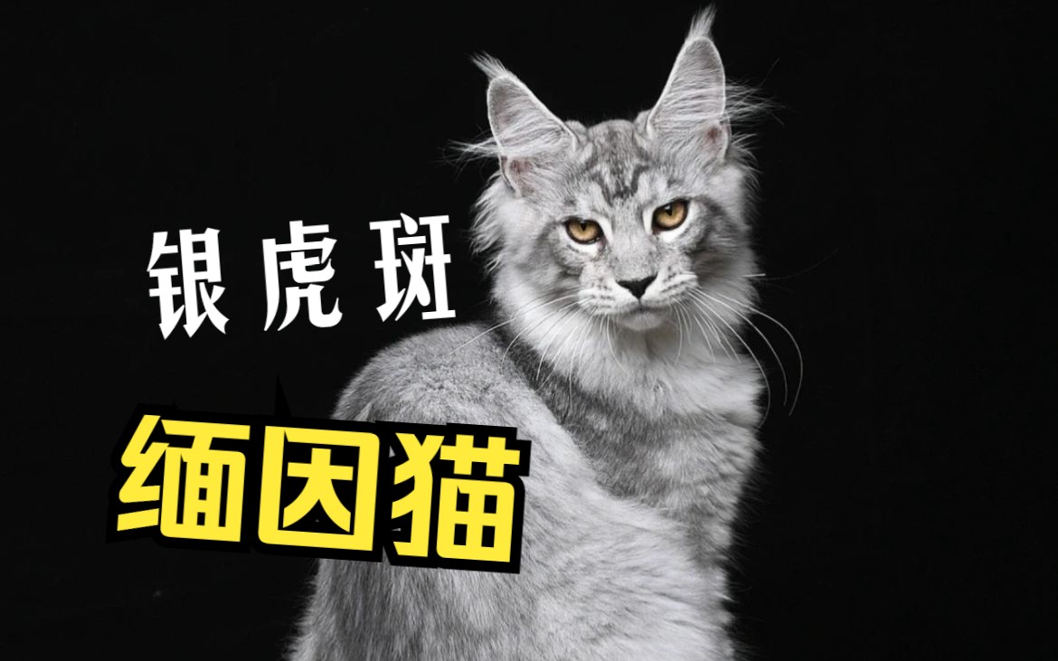 缅因猫还得是银虎斑啊!哔哩哔哩bilibili