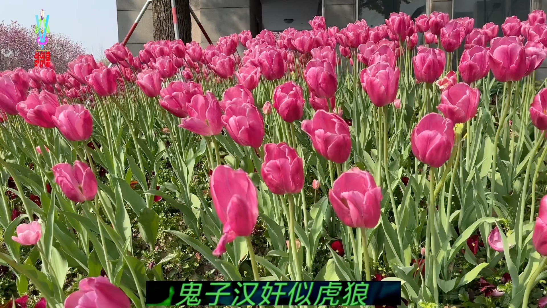 [图]来听听 一首《苦菜花》春暖花开 看郁金香花开