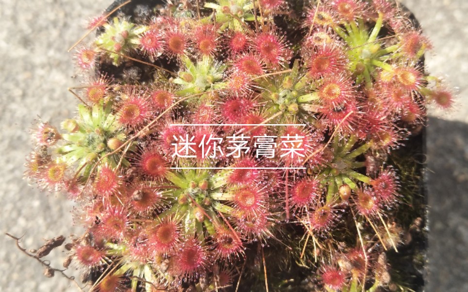 迷你茅膏菜冬芽播种哔哩哔哩bilibili