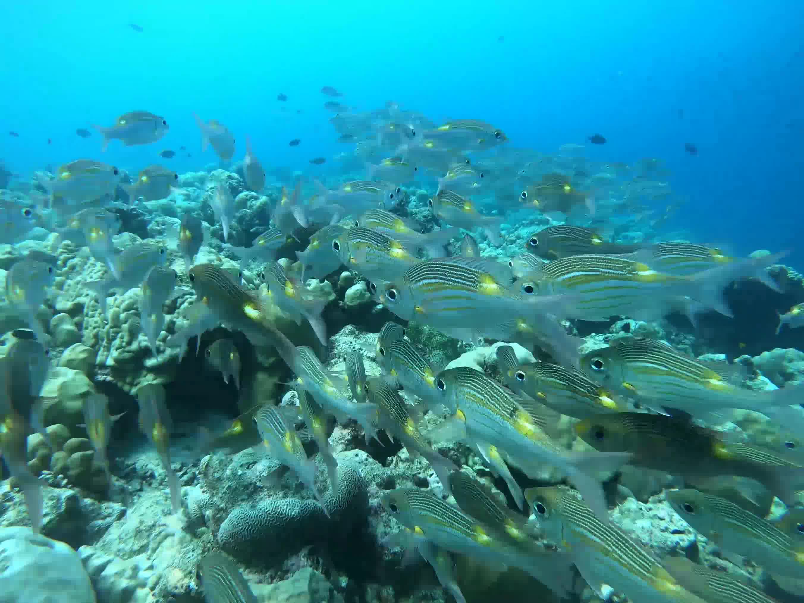 【vlog】马代-静版纯享受的水下第一视角,感受热带鱼从眼前飘过_哔哩