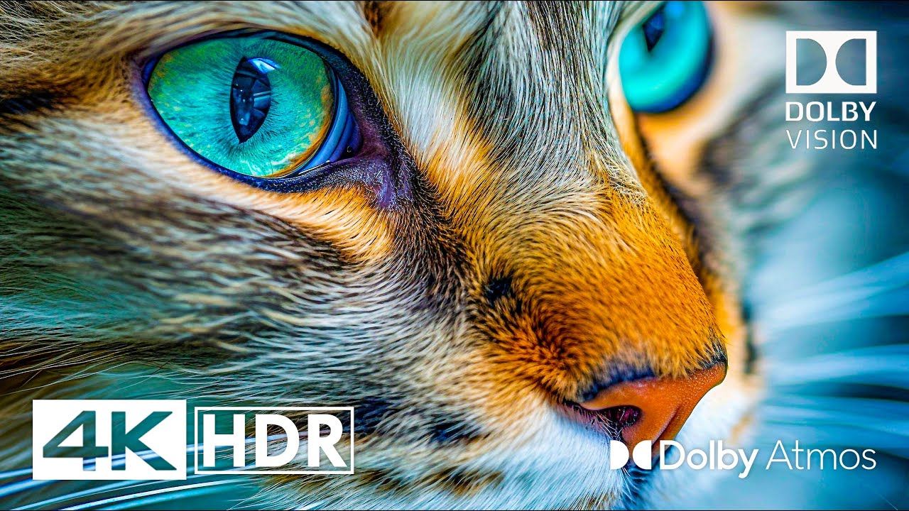 4k -special i屏幕测试,极致画质|电视屏幕测试|手机屏幕测试 4k 60