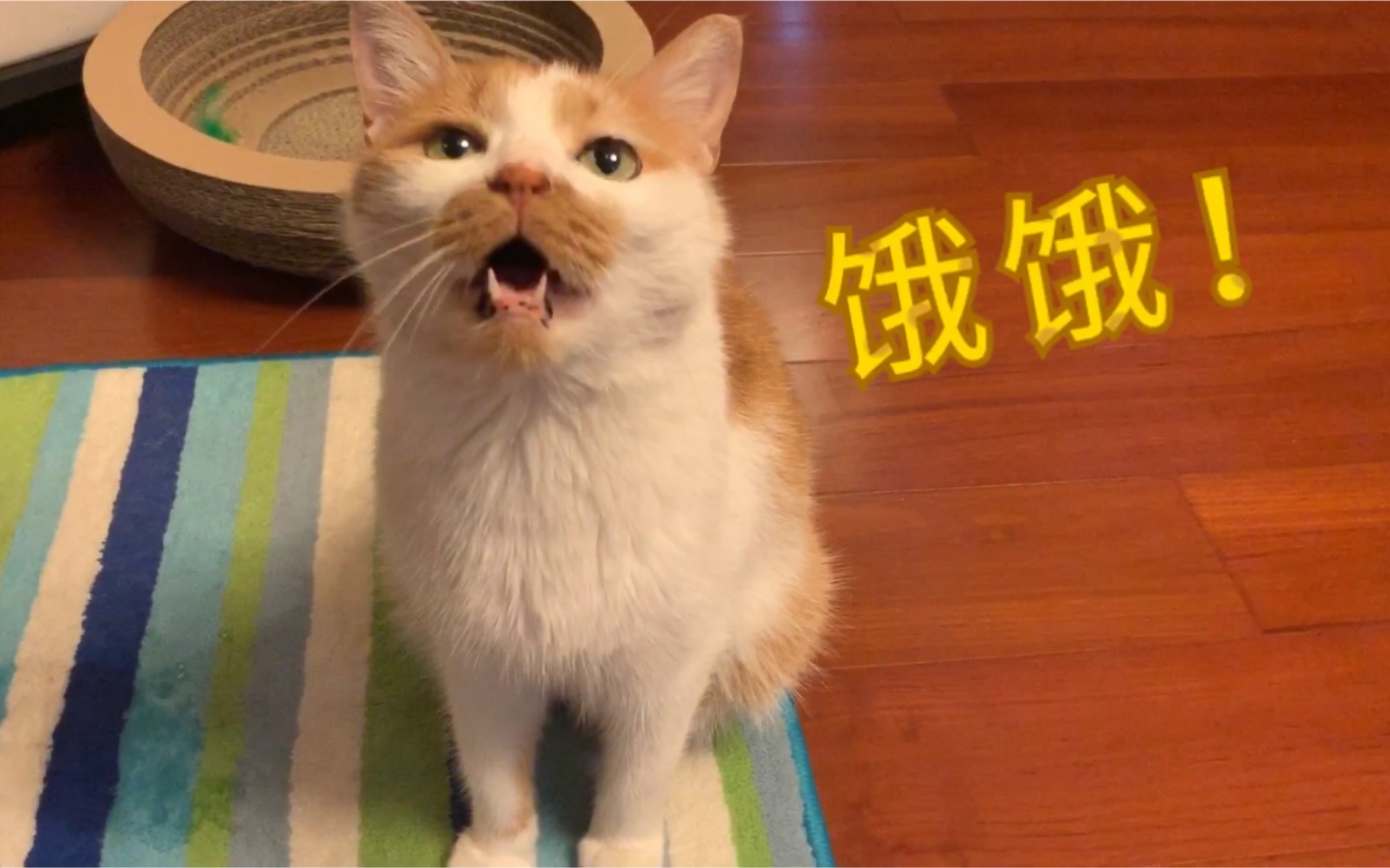 活动作品橘猫吃饭的声音饿饿饿嘎嘣脆