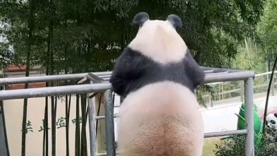 熊猫抽烟的背影图片图片
