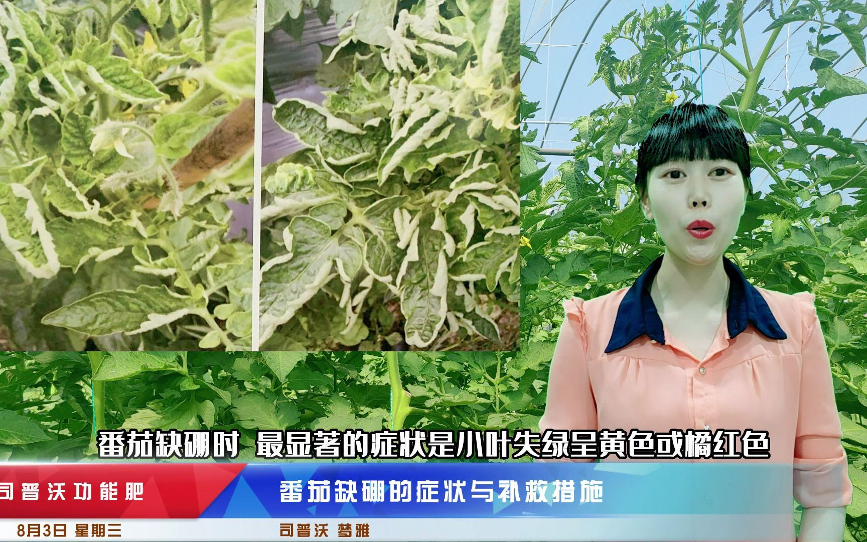 司普沃進口水溶肥——番茄缺硼的症狀與補救措施