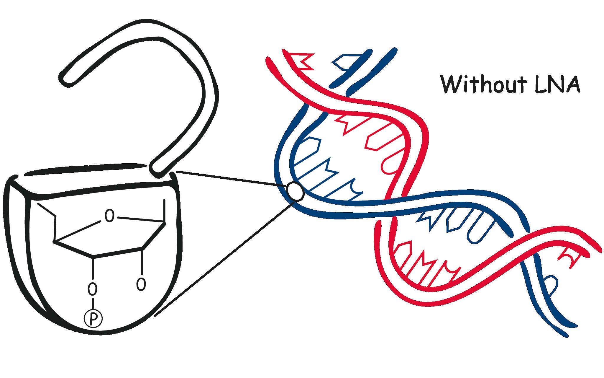 LNA Technology for NGS and PCR Optimization