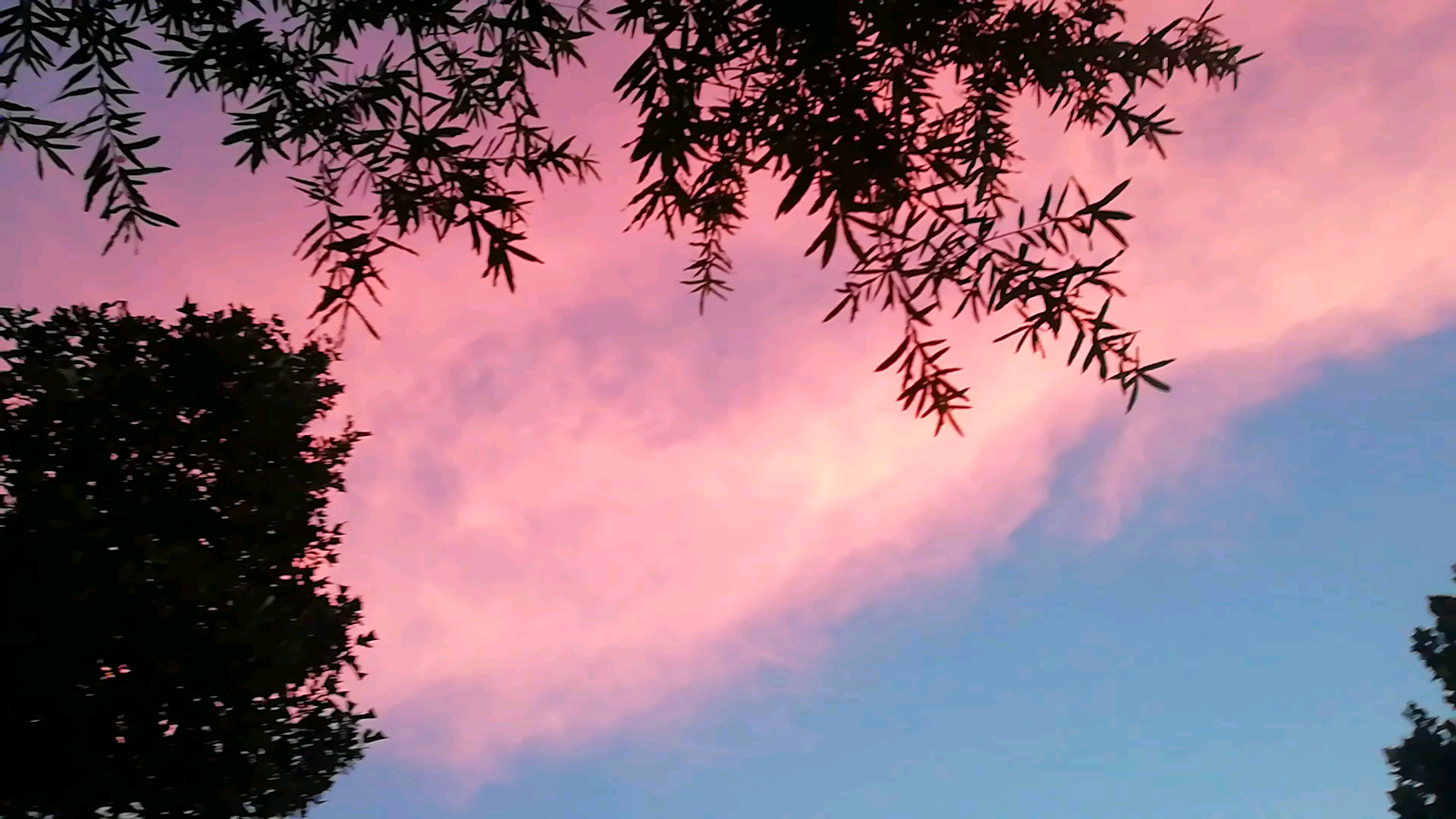 分享粉红色的云